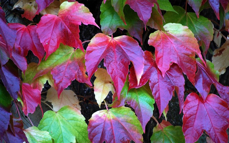 Autumn Leaves on Vine — Red