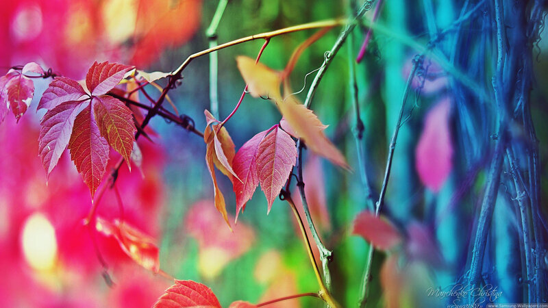 Autumn Leaves on Vine — Red, Vibrant, Photograph