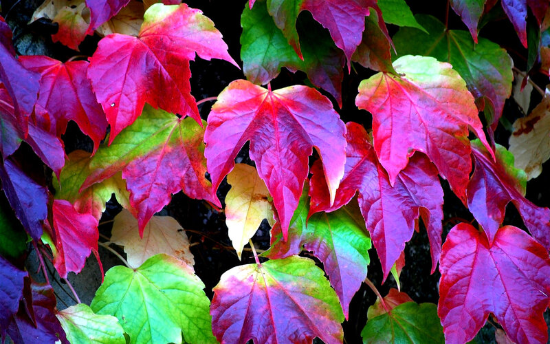 Autumn Leaves on Vine — Red, Vibrant