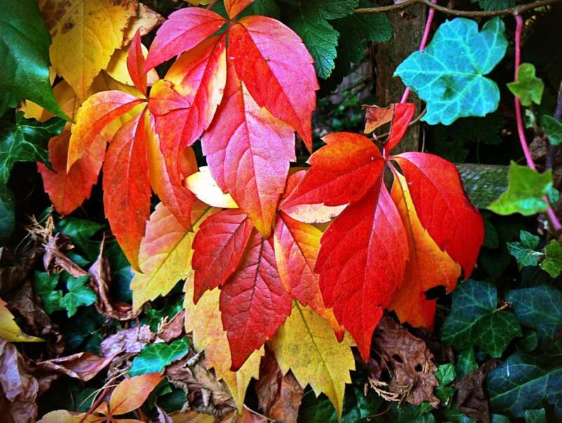Autumn Leaves on Vine