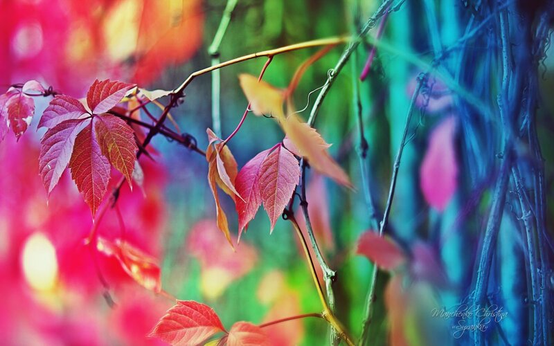Autumn Leaves on Vines — Red