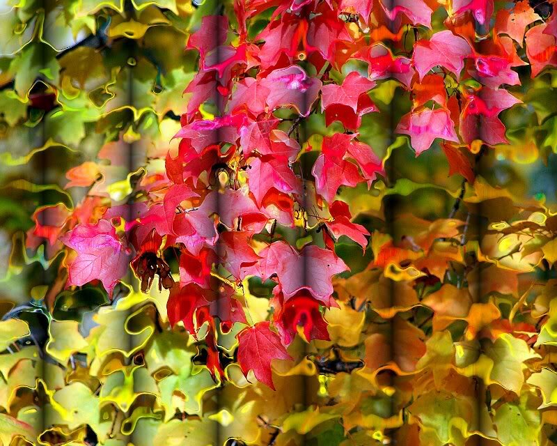Autumn Leaves on Vines