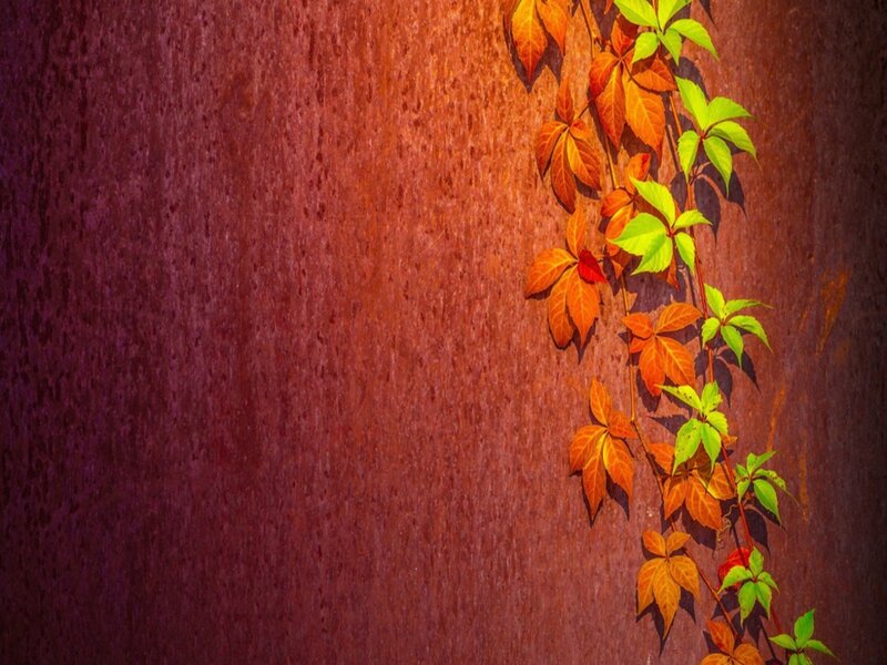 Autumn Leaves on Wall — Orange, Calm