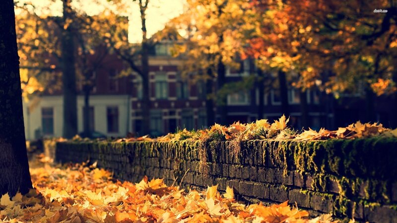 Autumn Leaves on Wall — Orange, Serene, Photograph
