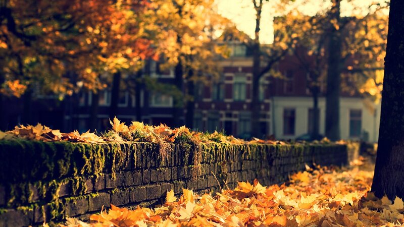 Autumn Leaves on Wall — Orange, Serene