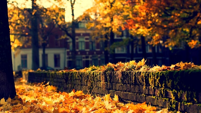 Autumn Leaves on Wall — Orange