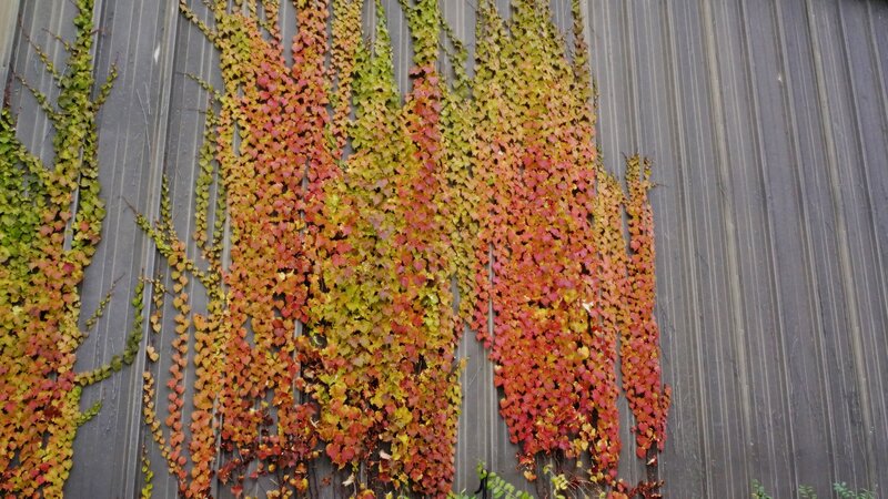 Autumn Leaves on Wall — Red, Calm