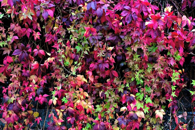 Autumn Leaves on Wall — Red, Colorful