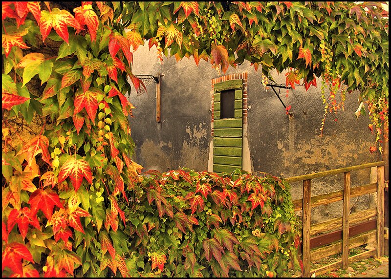Autumn Leaves on Wall — Red