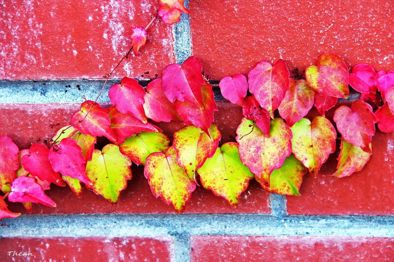 Autumn Leaves on Wall — Red, Vibrant