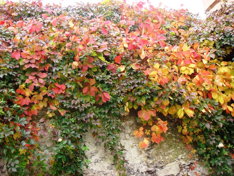 Autumn Leaves on Wall