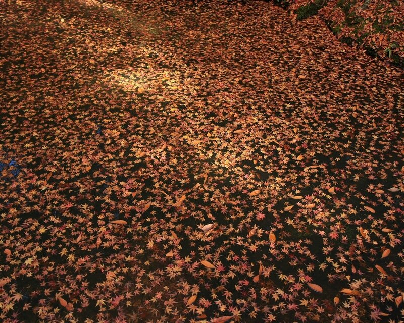 Autumn leaves on water