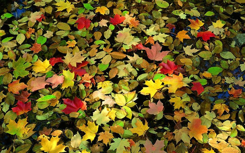 autumn leaves on water