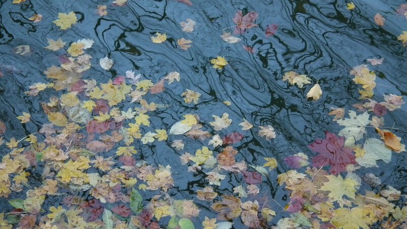 Autumn leaves on water