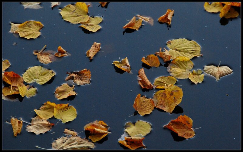 Autumn leaves on water