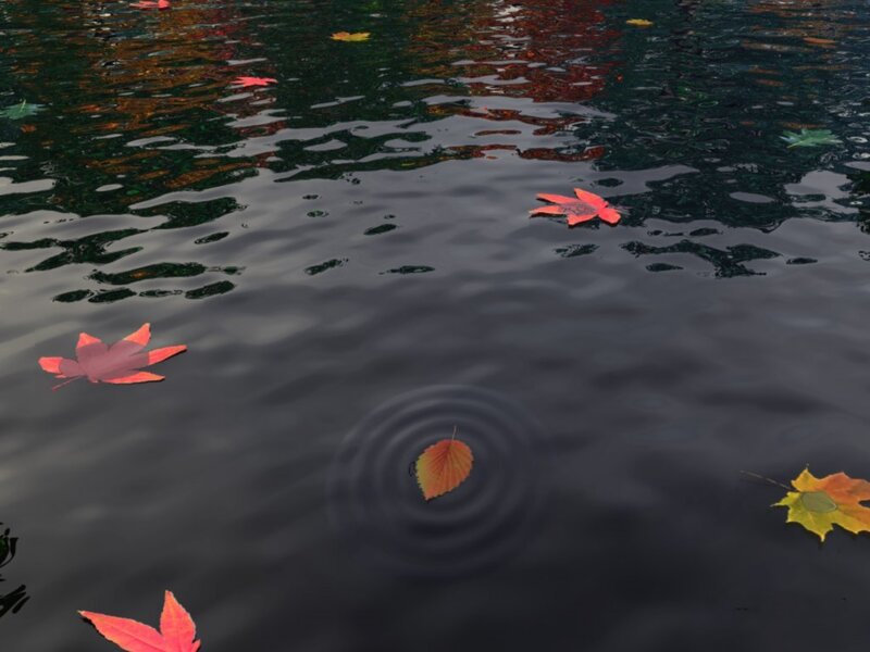 Autumn leaves on water