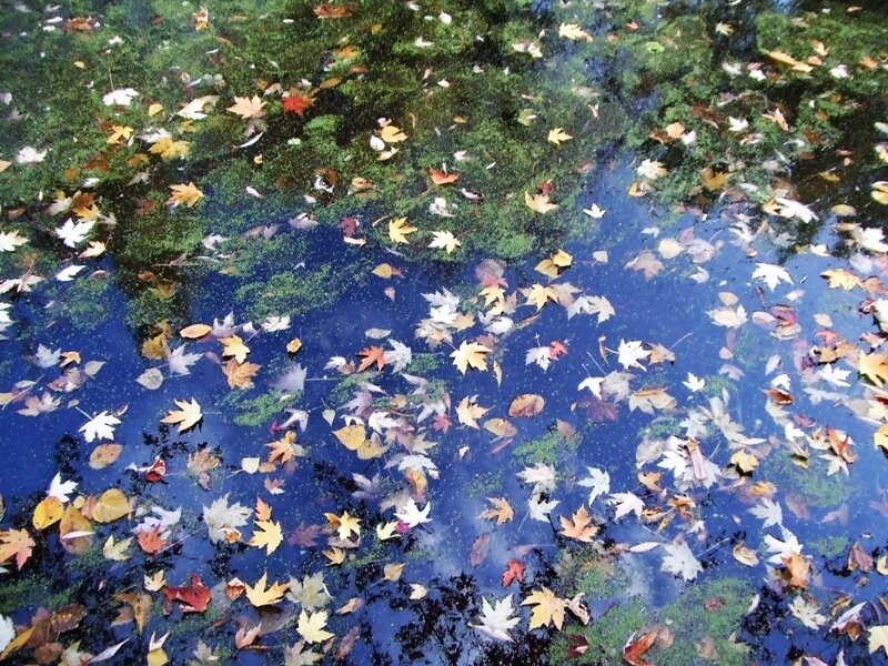 Autumn leaves on water