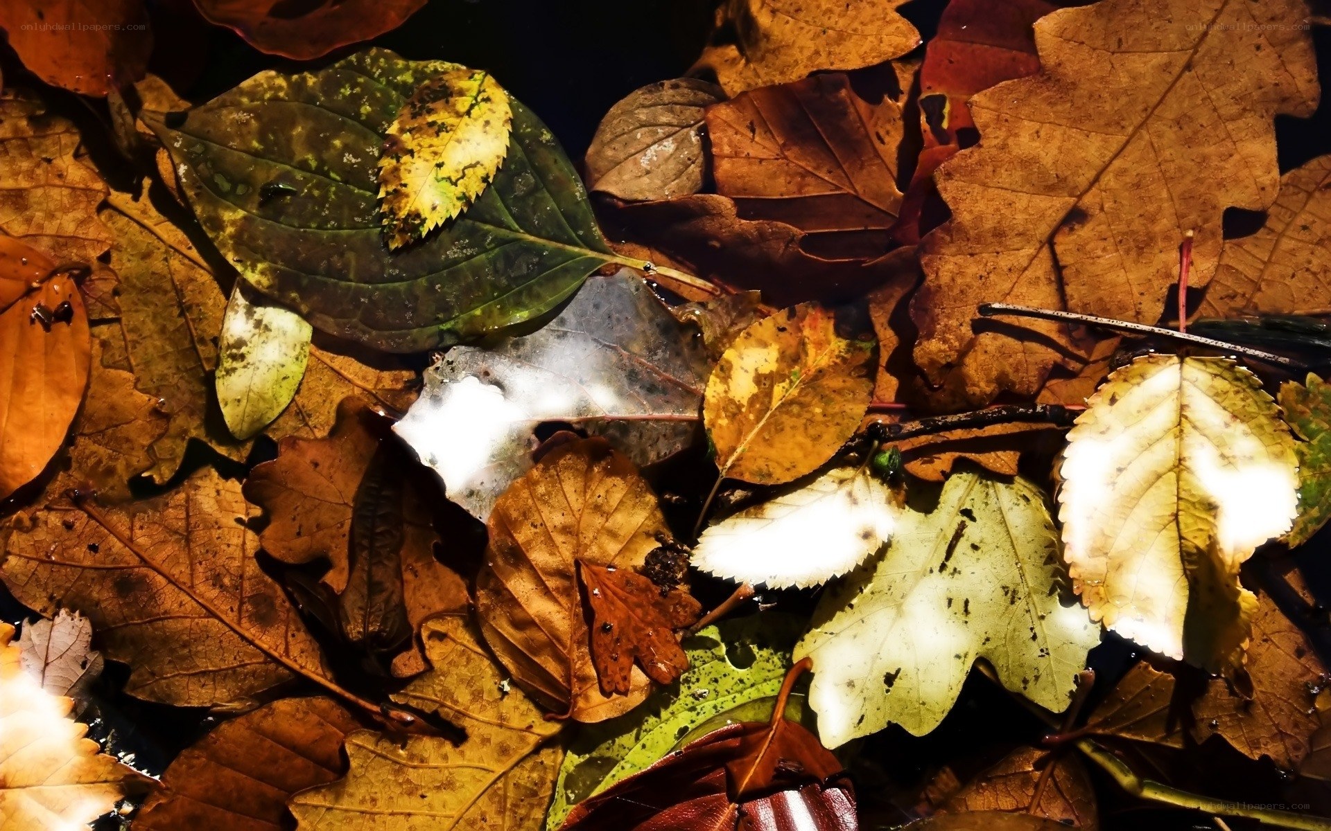 Autumn leaves on water