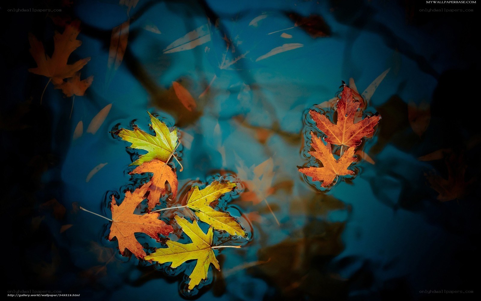 Autumn leaves on water