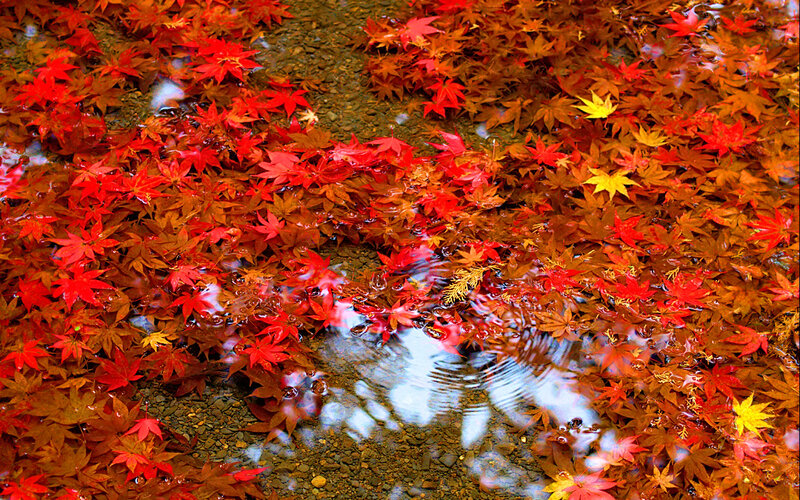Autumn leaves on water