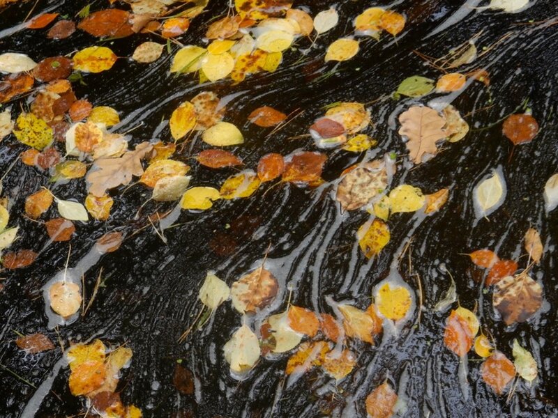 Autumn Leaves on Water — Black