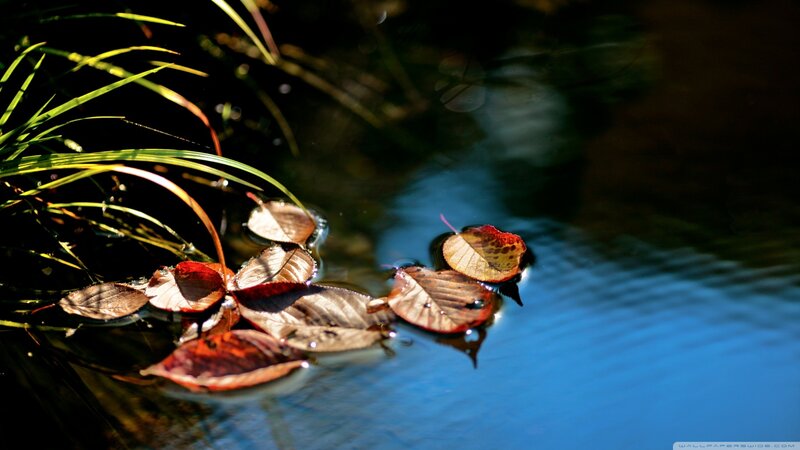 Autumn Leaves on Water — Blue, Serene