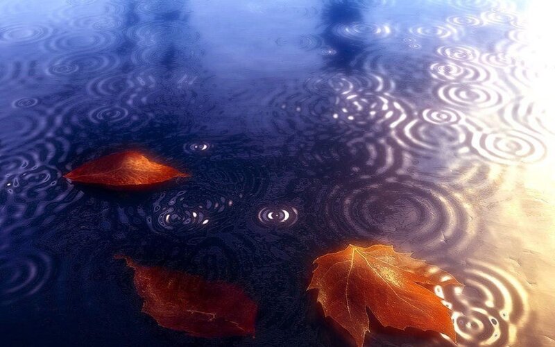 Autumn Leaves on Water — Blue