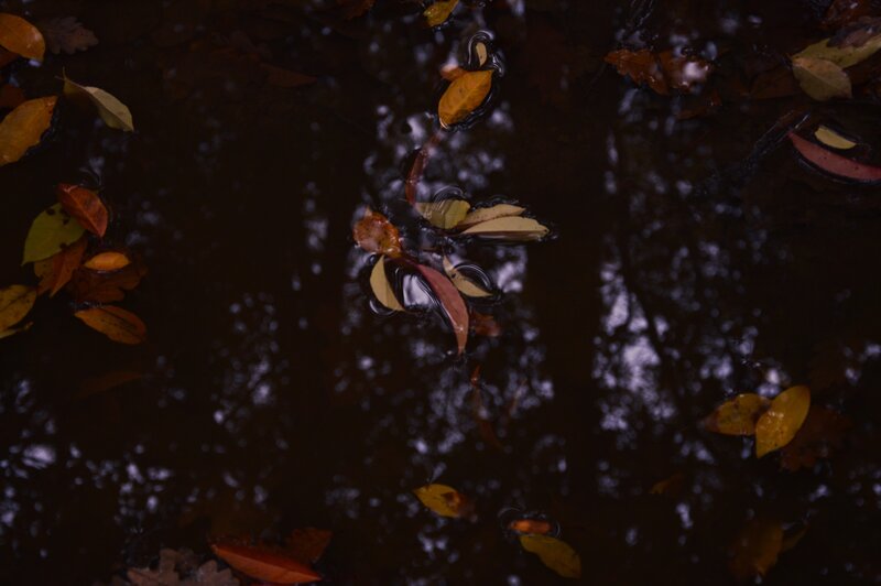 Autumn Leaves on Water — Brown, Calm