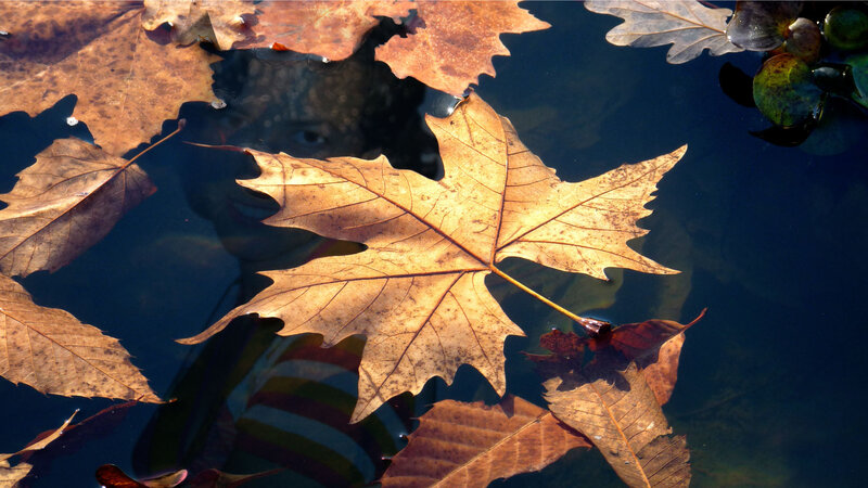 Autumn Leaves on Water — Brown