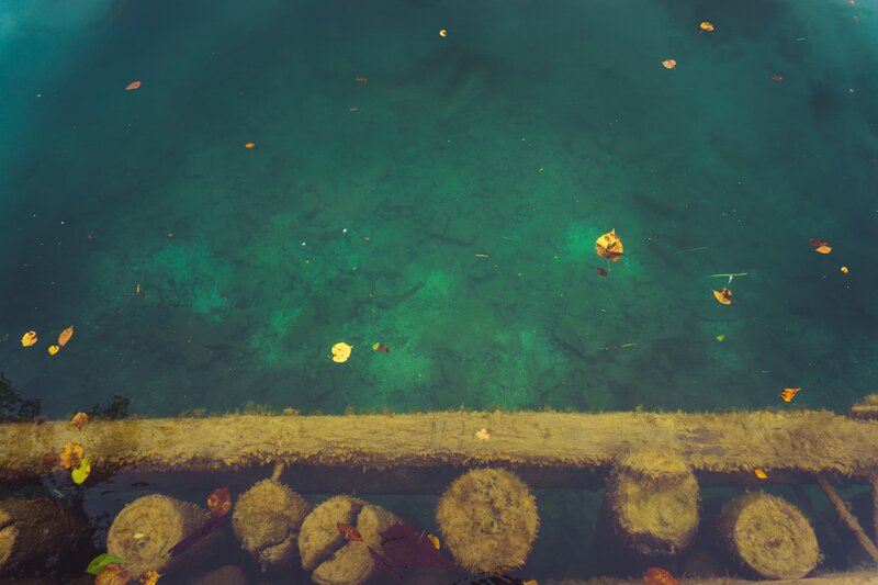 Autumn Leaves on Water — Green