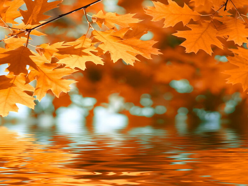 Autumn Leaves on Water — Orange