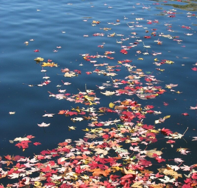 Autumn Leaves on Water — Red, Serene