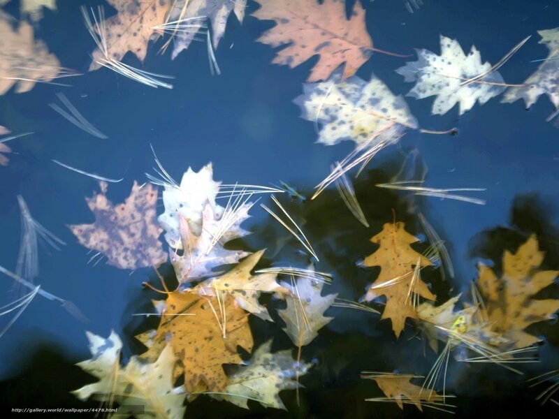 Autumn leaves on water