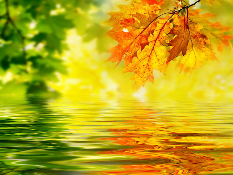Autumn Leaves on Water — Yellow, Serene, Photograph