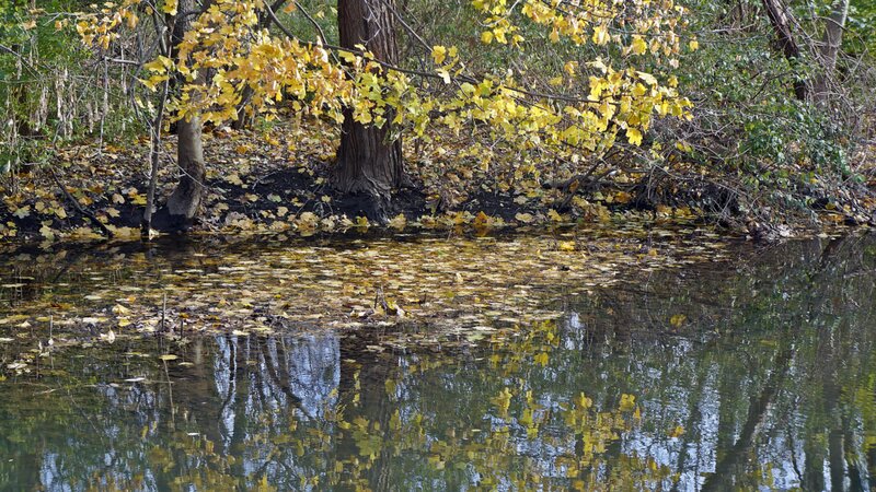 Autumn Leaves on Water — Yellow, Serene, Photograph, Trees