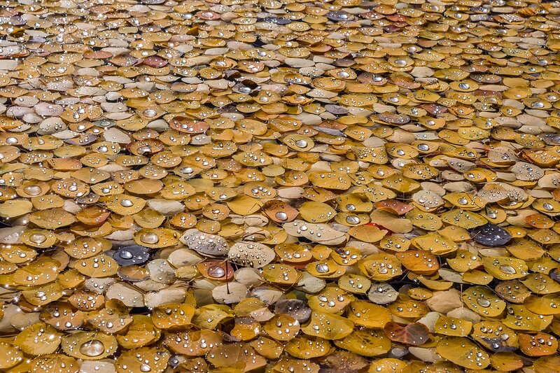 Autumn Leaves on Water — Yellow, Serene, Photograph, Water Droplets