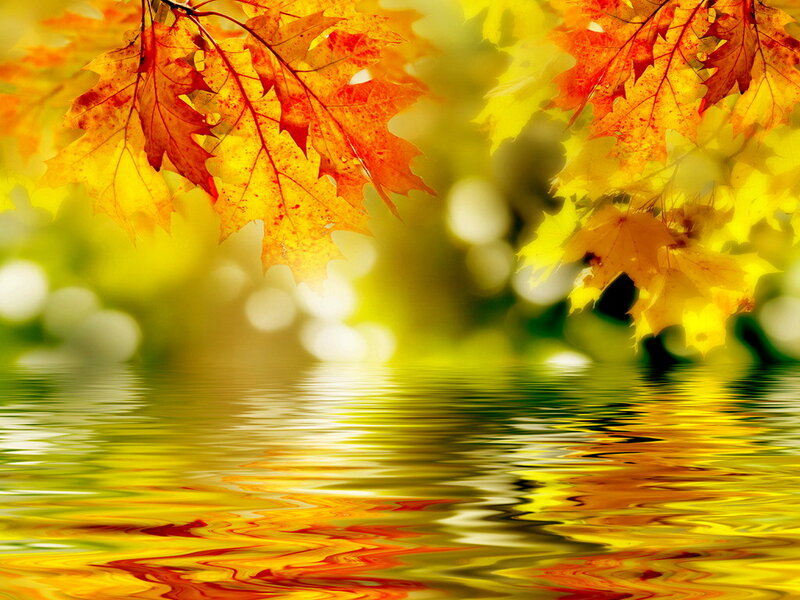 Autumn Leaves on Water — Yellow, Serene