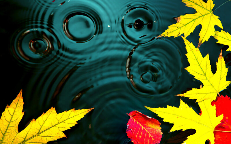 Autumn Leaves on Water — Yellow