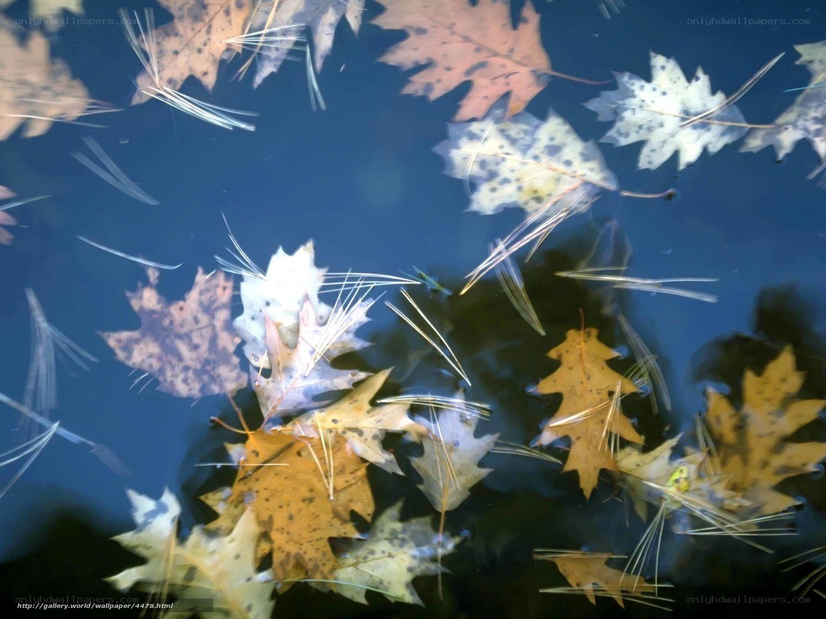Autumn leaves on water