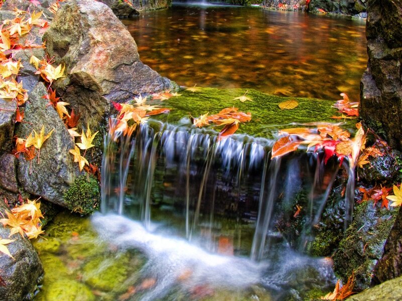 Autumn Leaves on Waterfall — Green, Serene