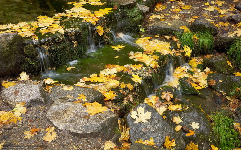 Autumn Leaves on Waterfall — Yellow, Serene