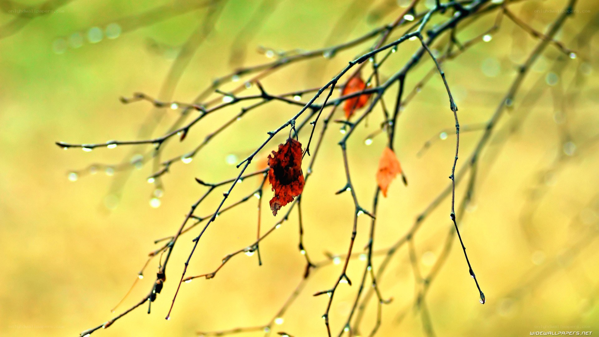 autumn leaves on wet branches