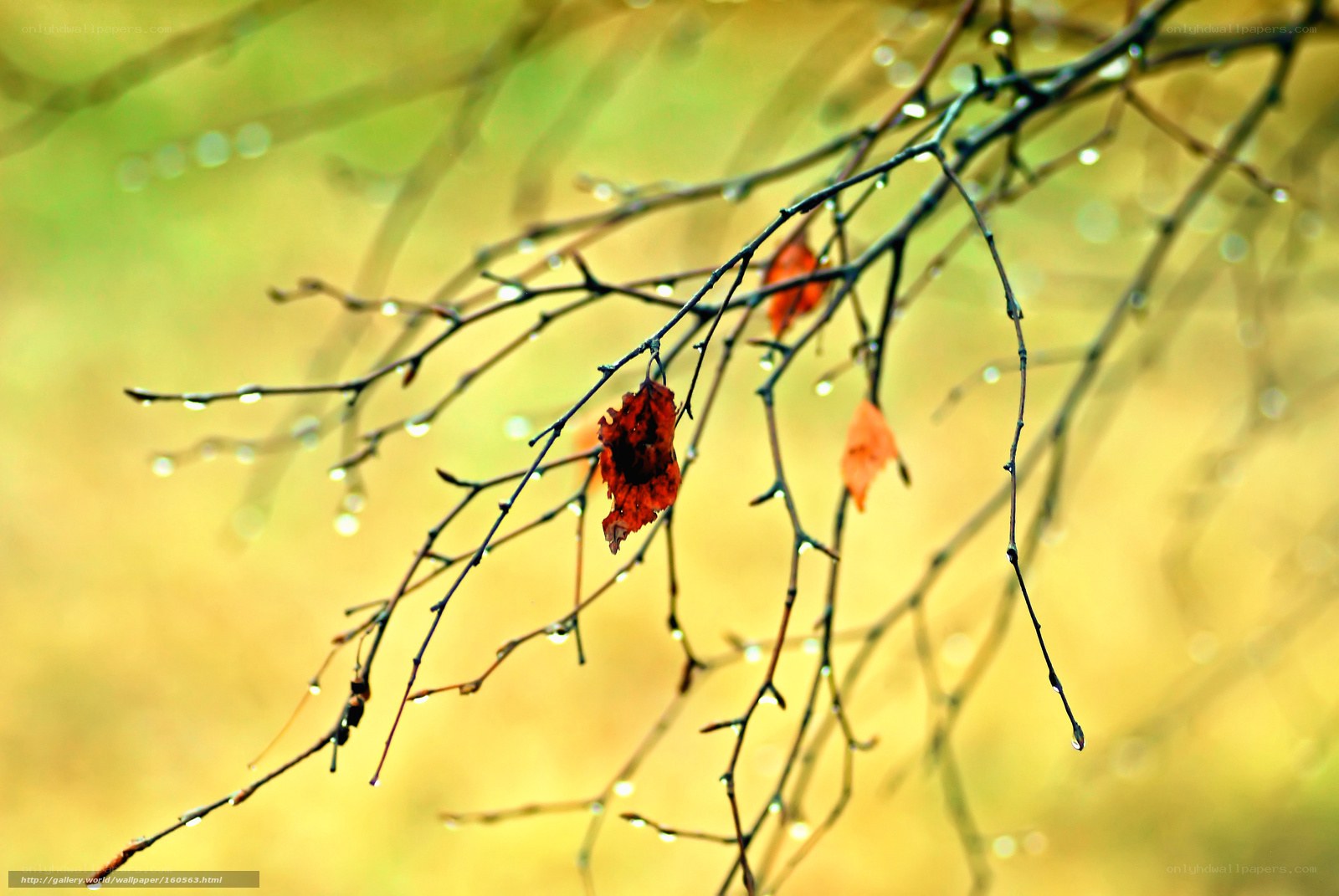 Autumn leaves on wet branches