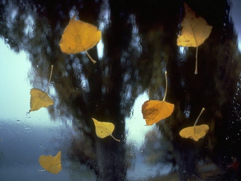 Autumn leaves on wet glass