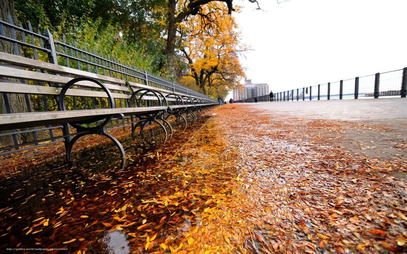 Autumn Leaves on Wet Pavement — Brown