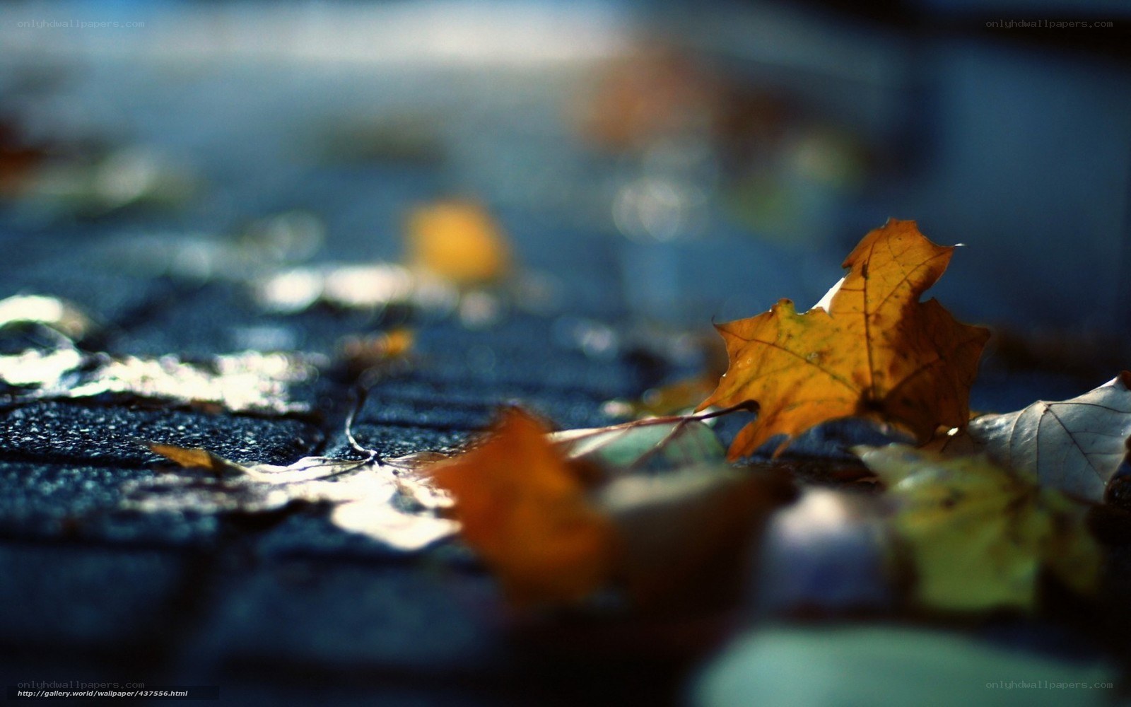 Autumn leaves on wet pavement