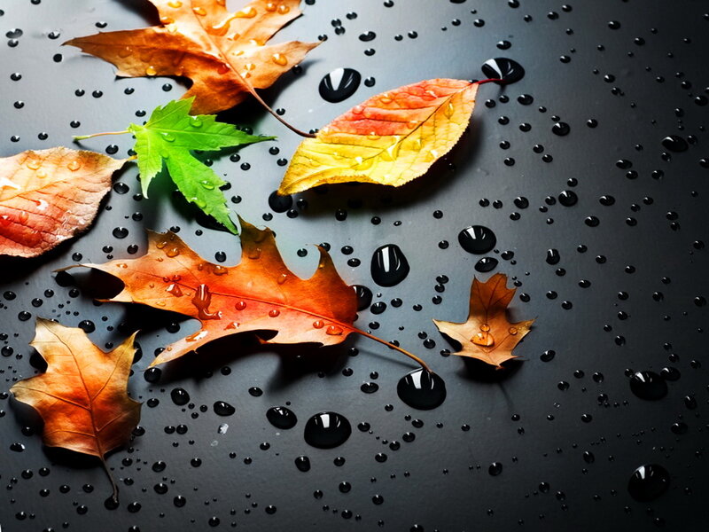Autumn Leaves on Wet Surface — Black