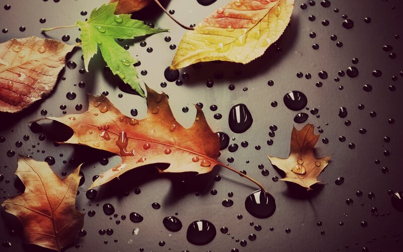 Autumn Leaves on Wet Surface — Brown