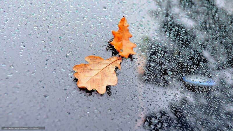 Autumn leaves on wet surface