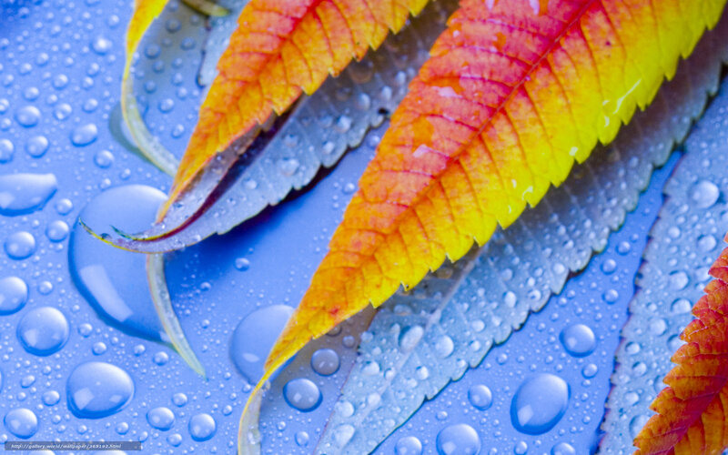 Autumn Leaves on Wet Surface — Yellow, Calm